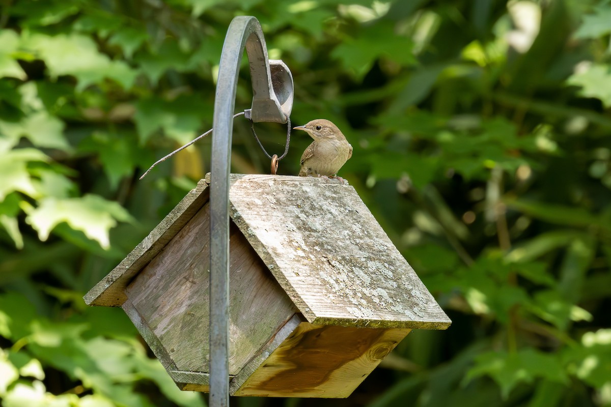 Northern House Wren (Northern) - ML588713081