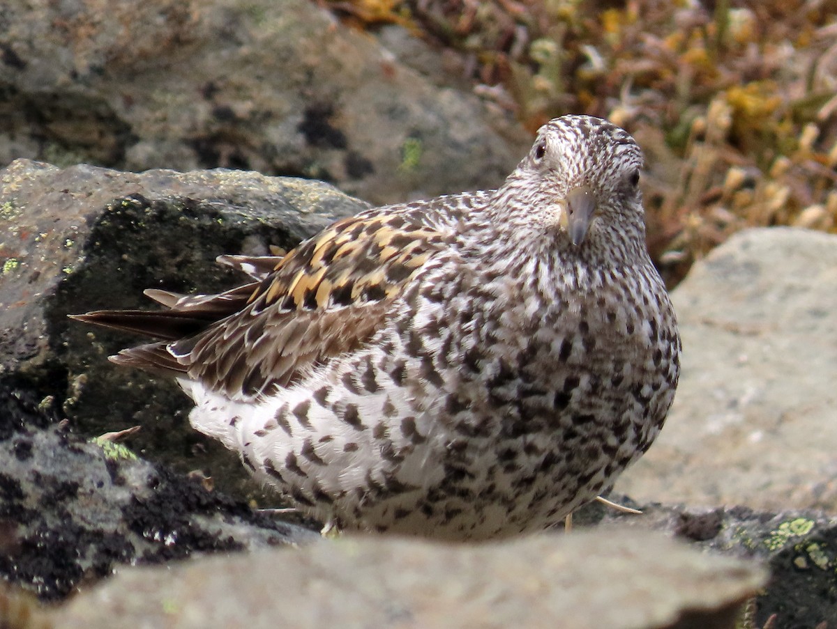 Surfbird - ML588713161