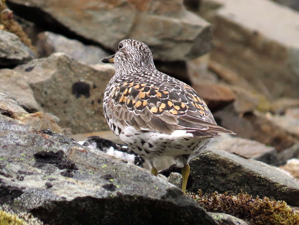 Surfbird - ML588713171