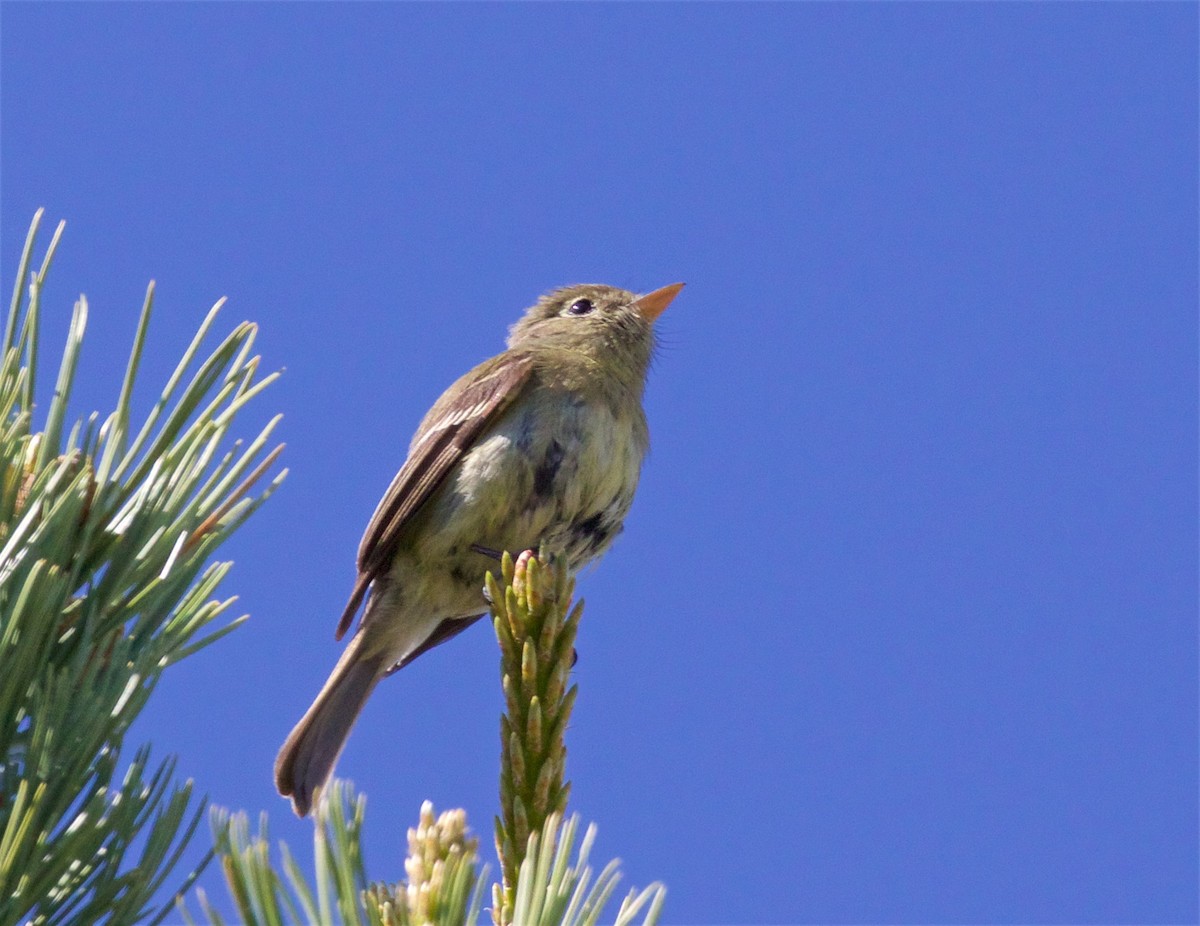 Western Flycatcher (Cordilleran) - Ed Harper