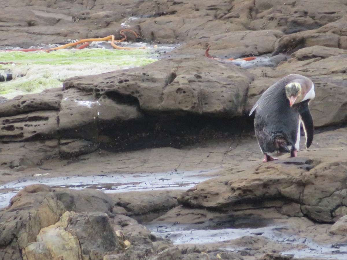 Yellow-eyed Penguin - ML588714161