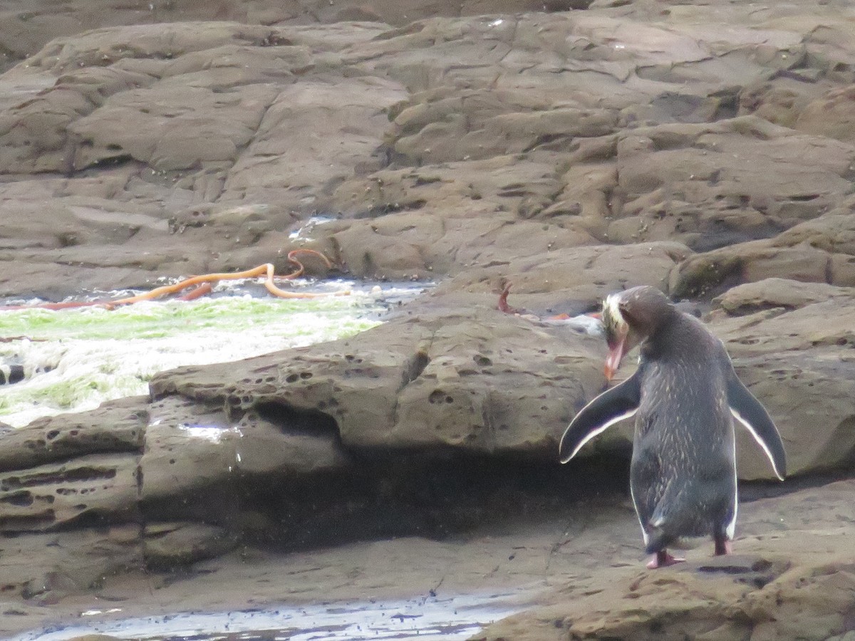 Yellow-eyed Penguin - ML588714171