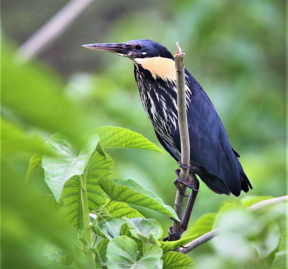 Black Bittern - Vikram Yadav