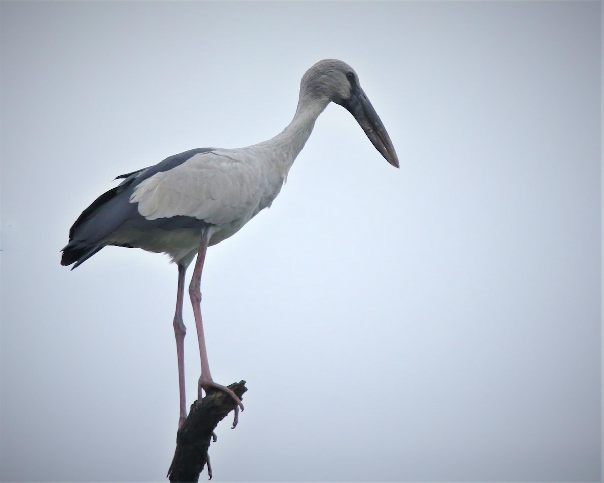 Asian Openbill - ML588714671