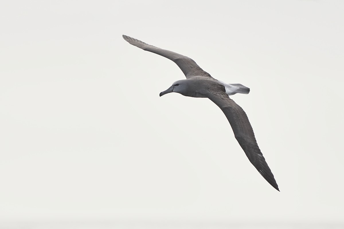Chatham Albatross - Hederd Torres García