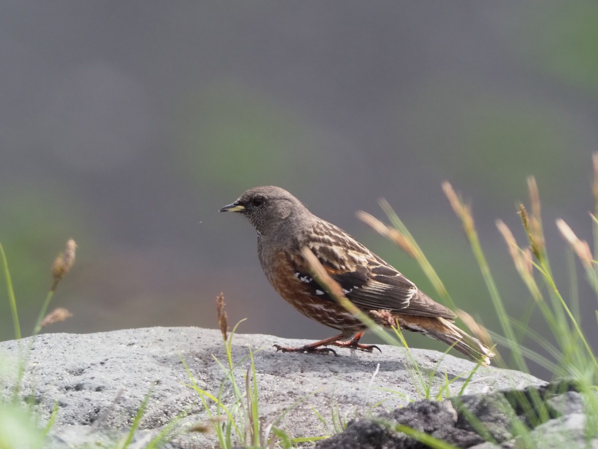 Alpine Accentor - ML588715951