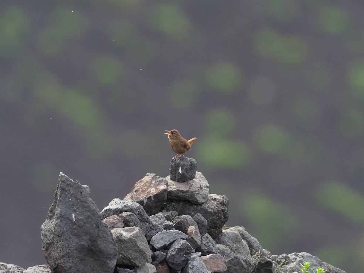 Eurasian Wren - ML588716001