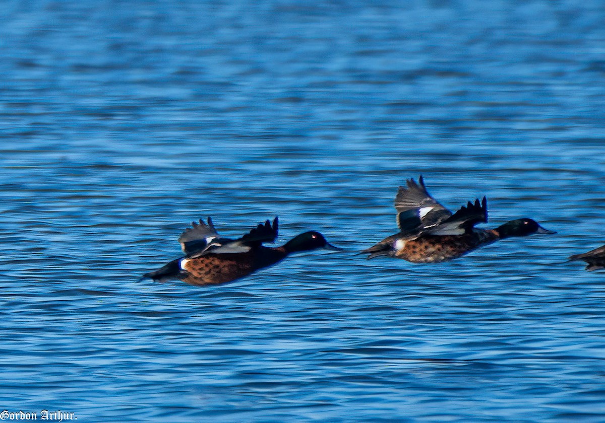 Chestnut Teal - ML588716011