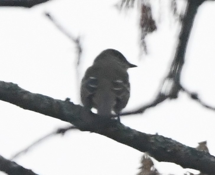 Alder Flycatcher - Zachary Peterson