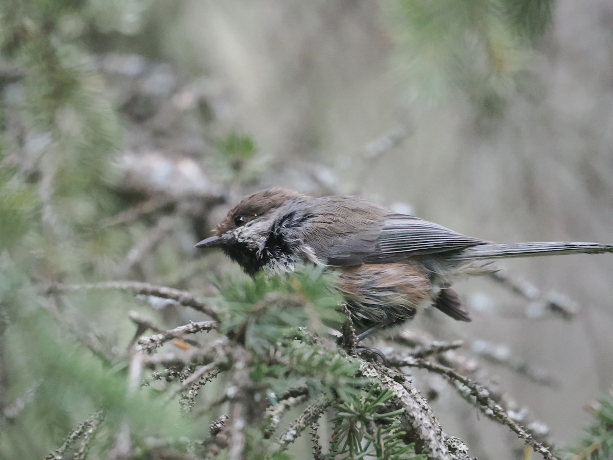 Boreal Chickadee - ML588716651