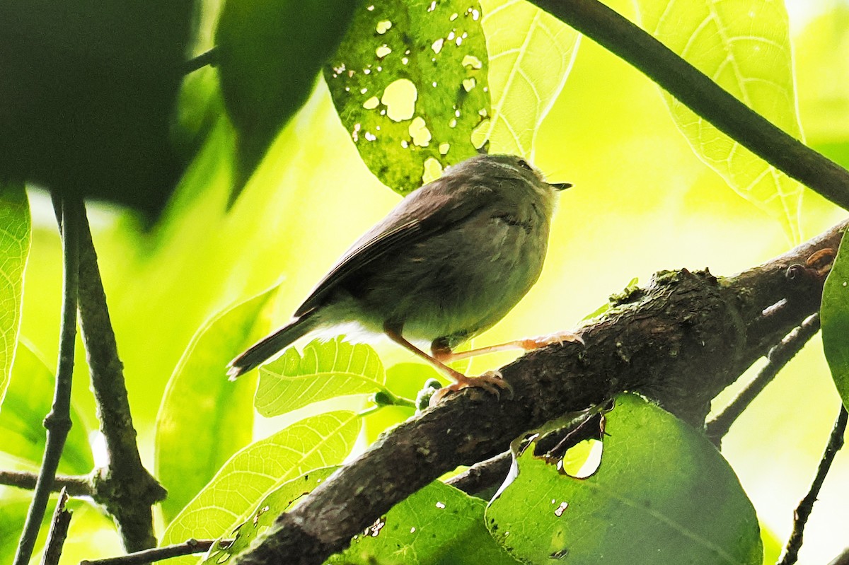 Gray-green Scrubwren - ML588717441