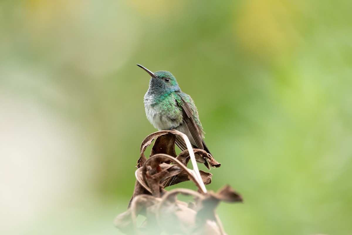 Mangrove Hummingbird - ML588718691