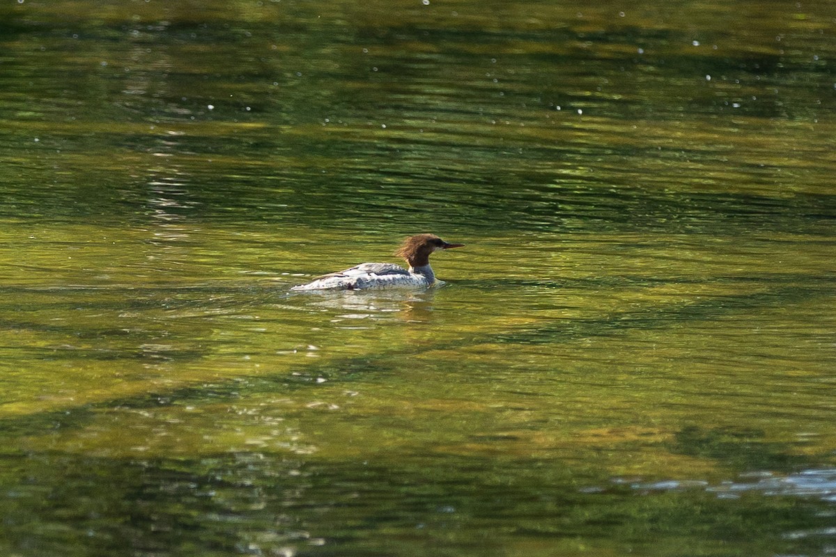 Common Merganser - ML588718741