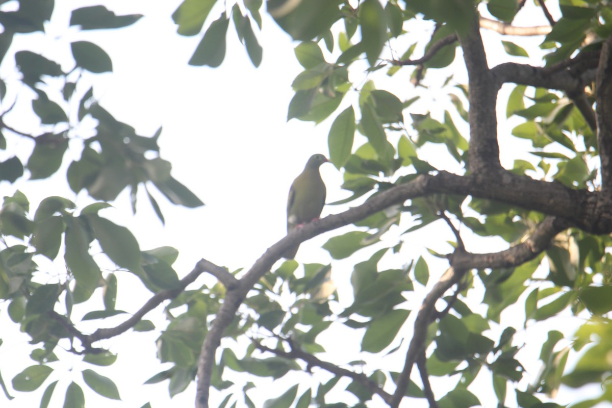 Thick-billed Green-Pigeon - Karthick VS