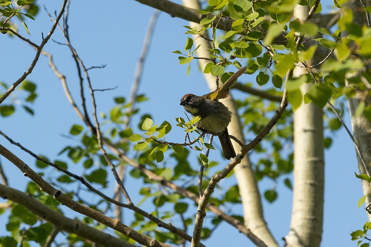 Green-tailed Towhee - Lucy S