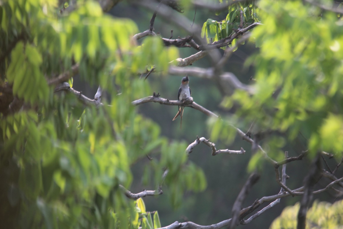 Crested Treeswift - Karthick VS