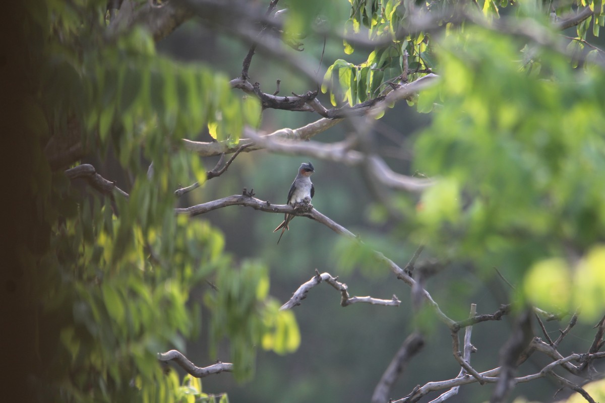 Crested Treeswift - Karthick VS