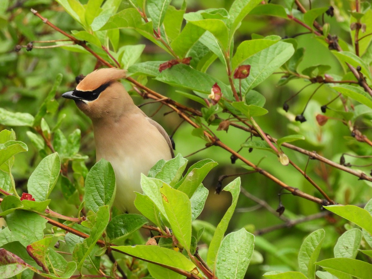 Cedar Waxwing - ML588719501