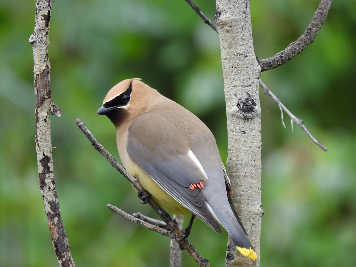 Cedar Waxwing - ML588719511