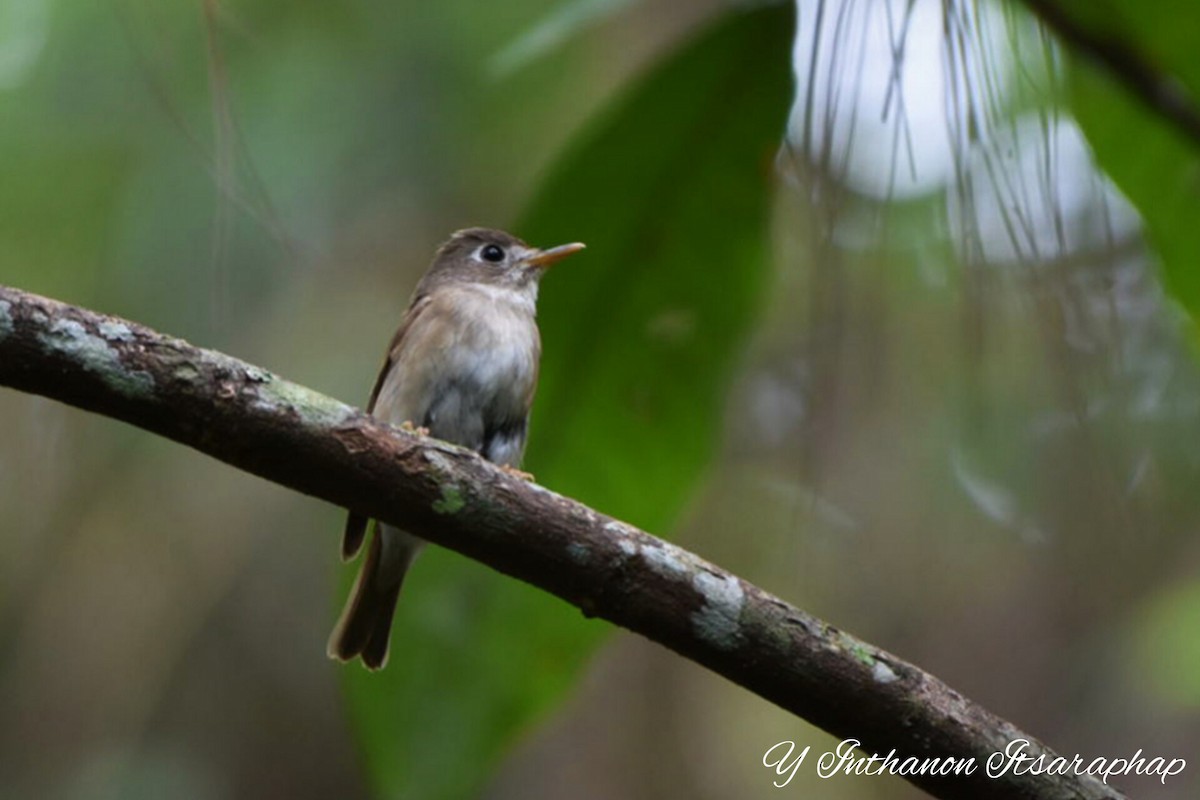 Brown-breasted Flycatcher - ML588719601