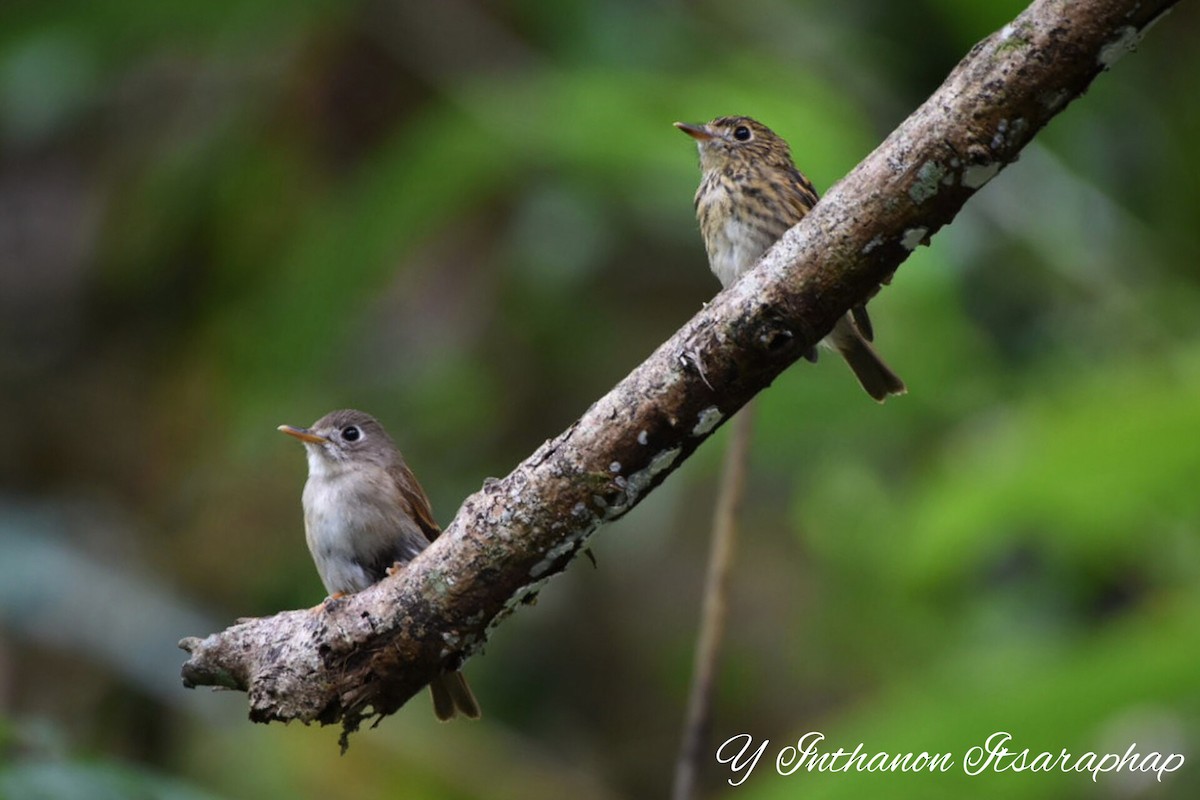 Brown-breasted Flycatcher - ML588719701