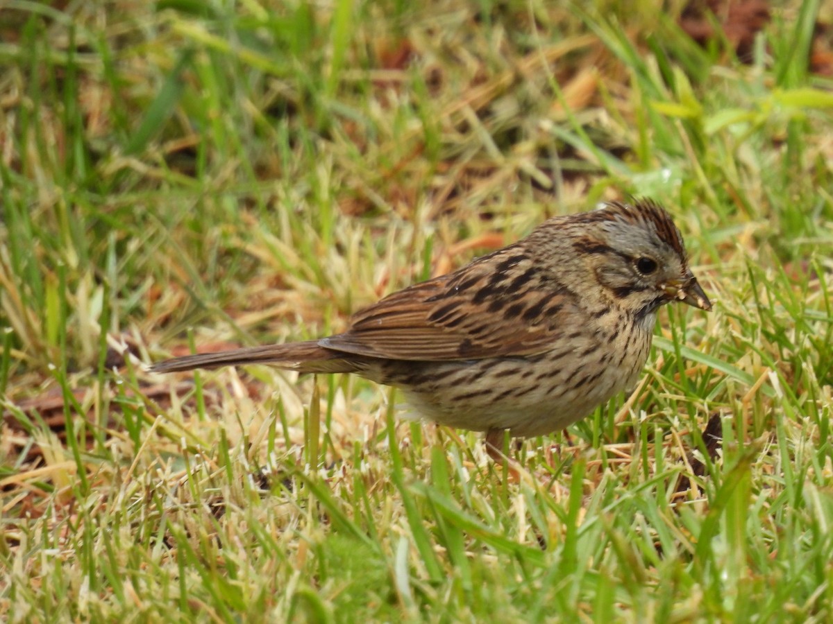 Lincoln's Sparrow - ML588719861