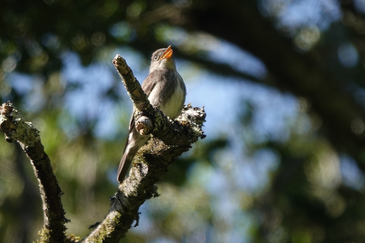 Western Wood-Pewee - Erica Rutherford/ John Colbert