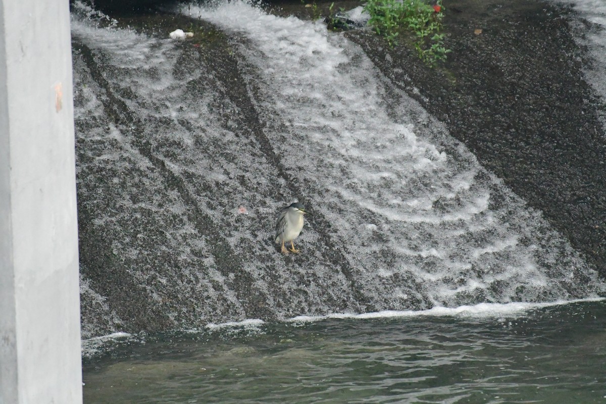 Striated Heron - ML588720261