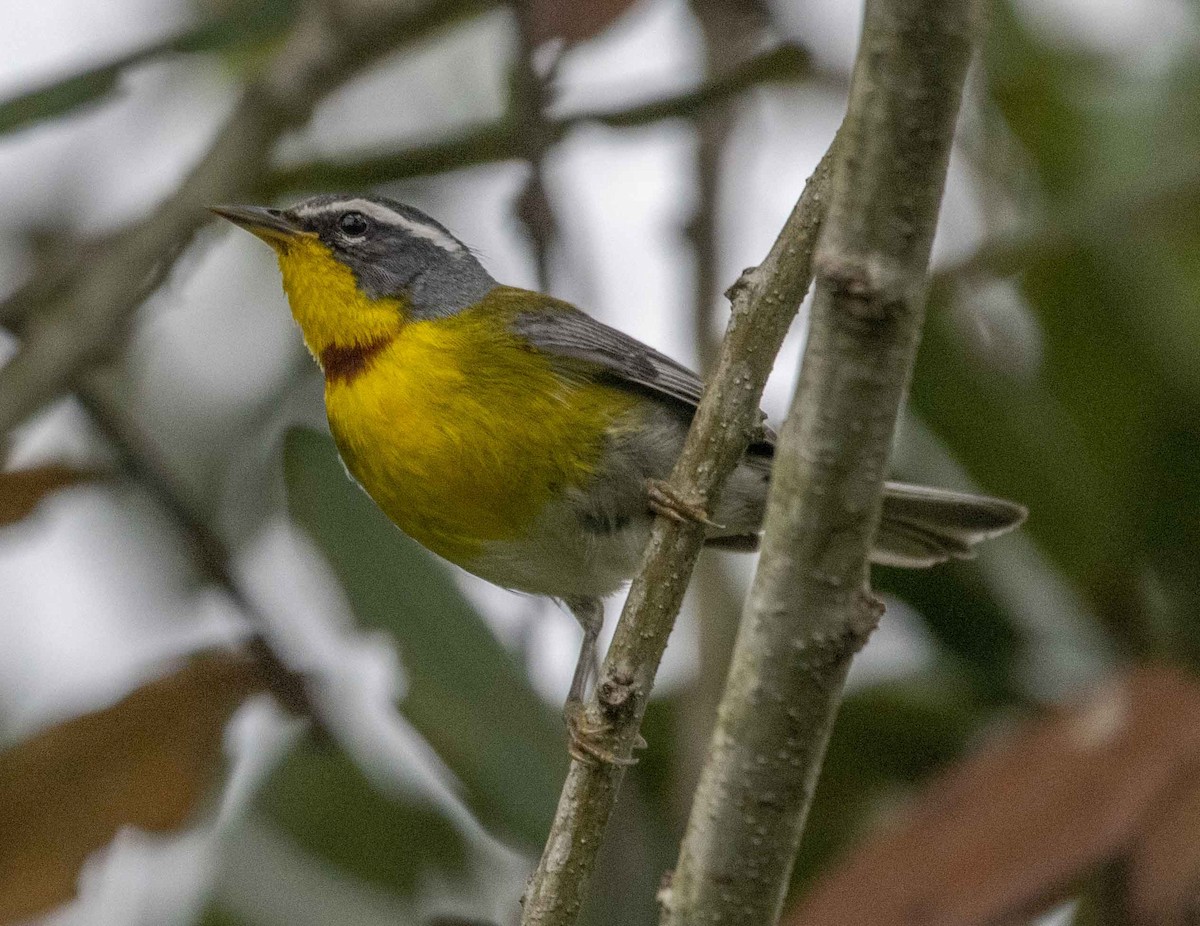 Crescent-chested Warbler - ML588720651