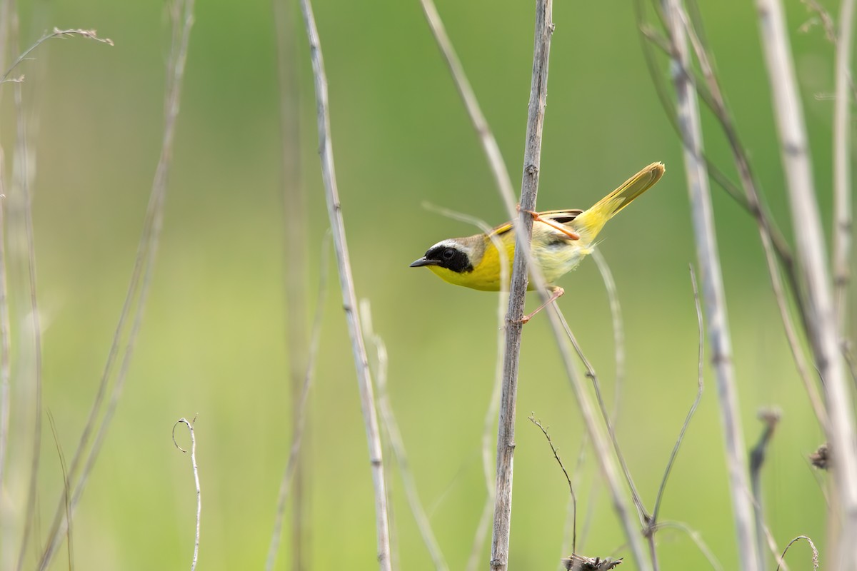 Common Yellowthroat - ML588720781