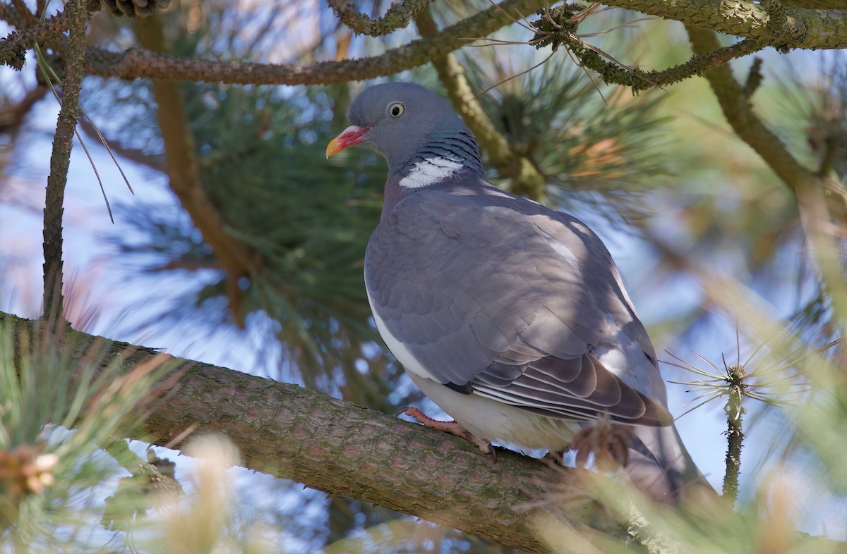 Common Wood-Pigeon - ML588723671