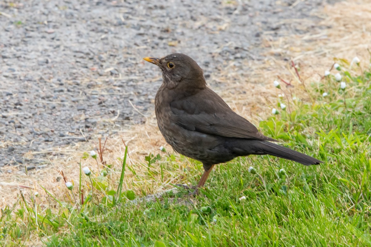 Eurasian Blackbird - Alex Bodden