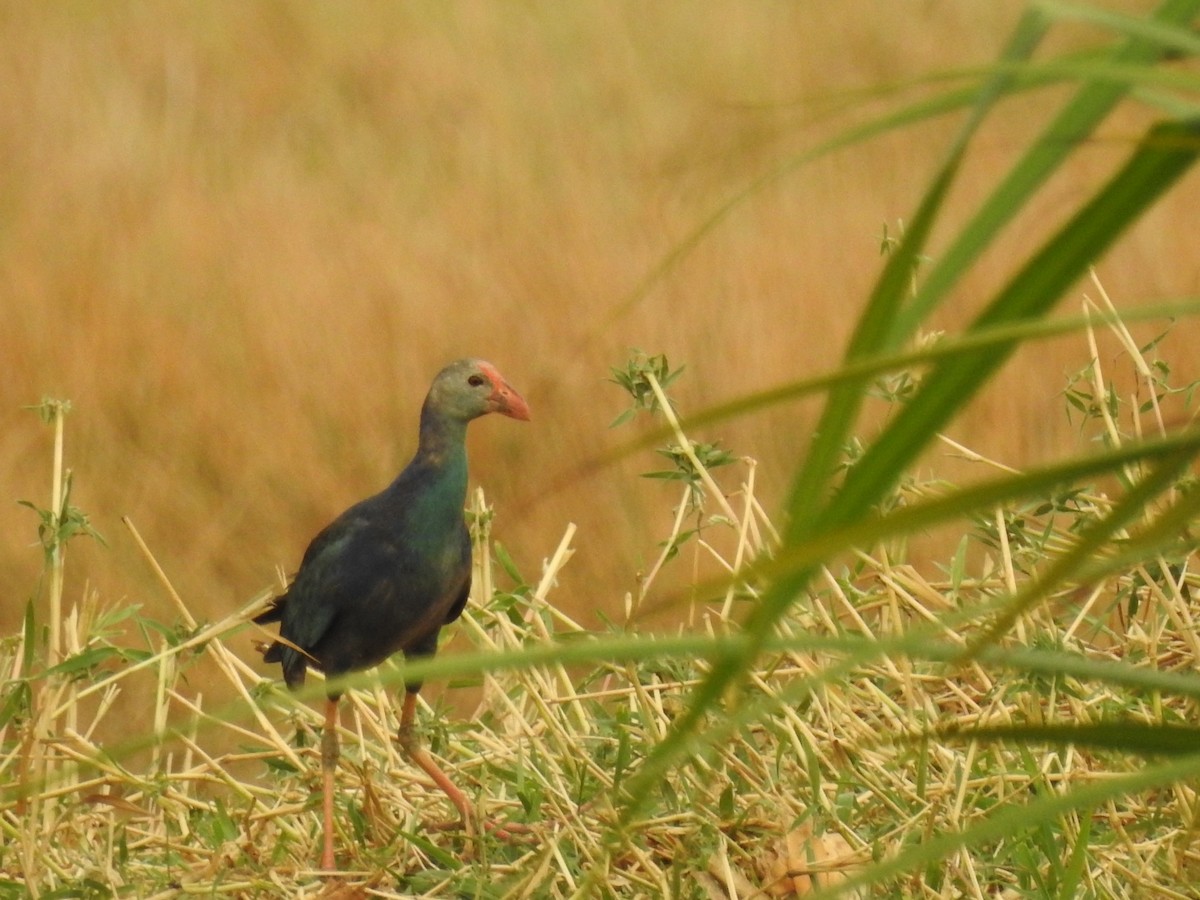 Gray-headed Swamphen - ML588724671