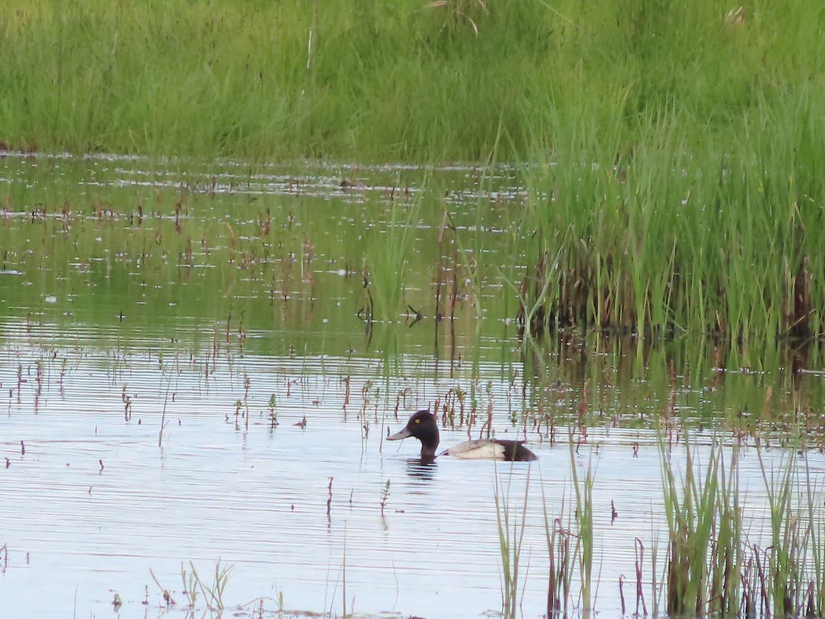 Lesser Scaup - ML588725151