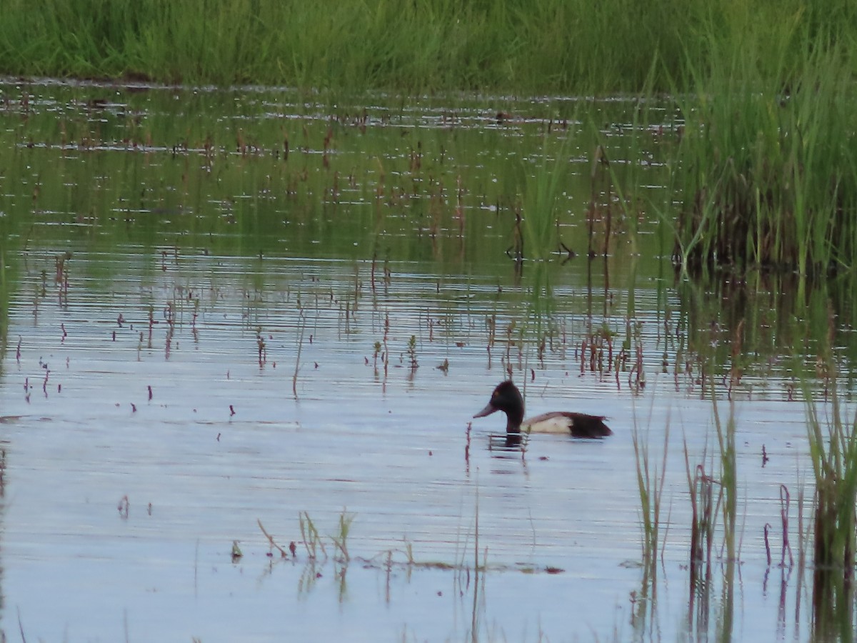 Lesser Scaup - ML588725201