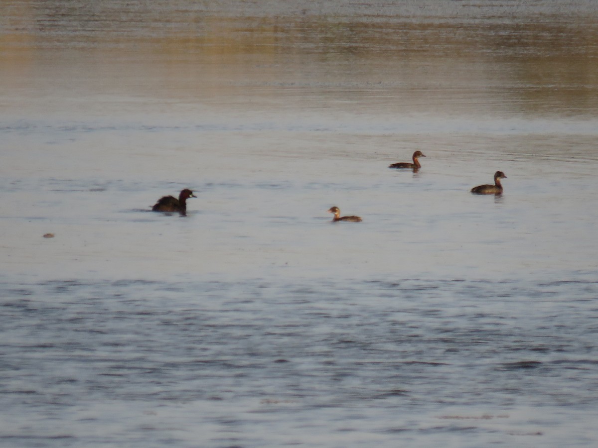 Little Grebe - ML588725331