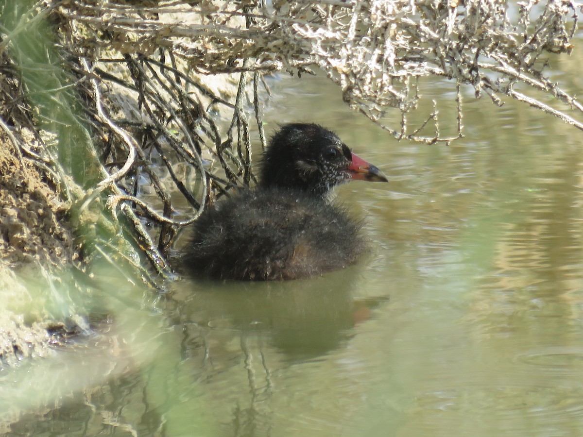 Little Grebe - ahmad mohammadi ravesh