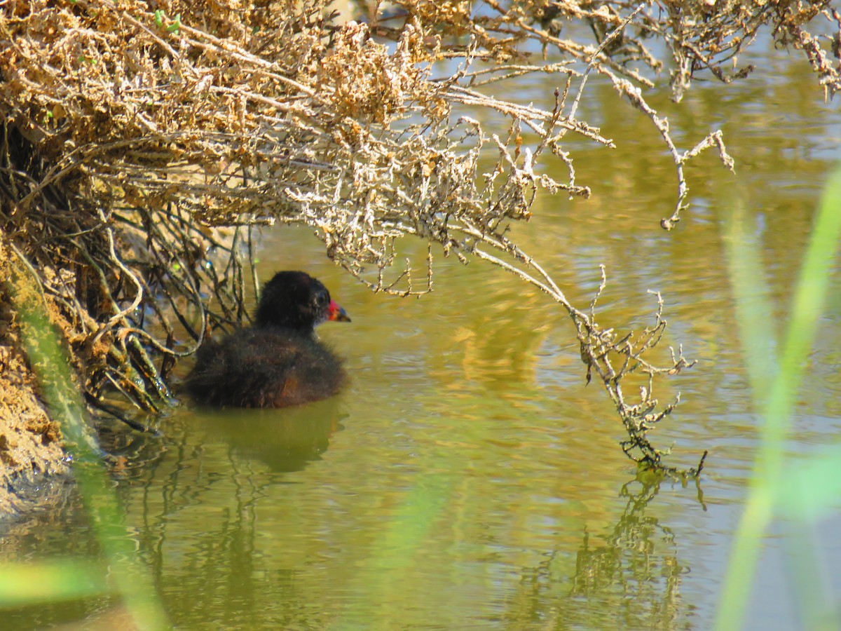 Little Grebe - ahmad mohammadi ravesh