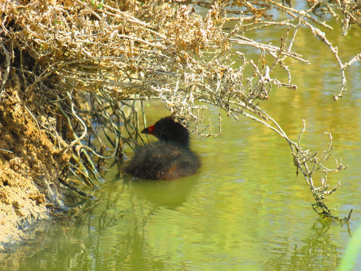 Little Grebe - ML588725381