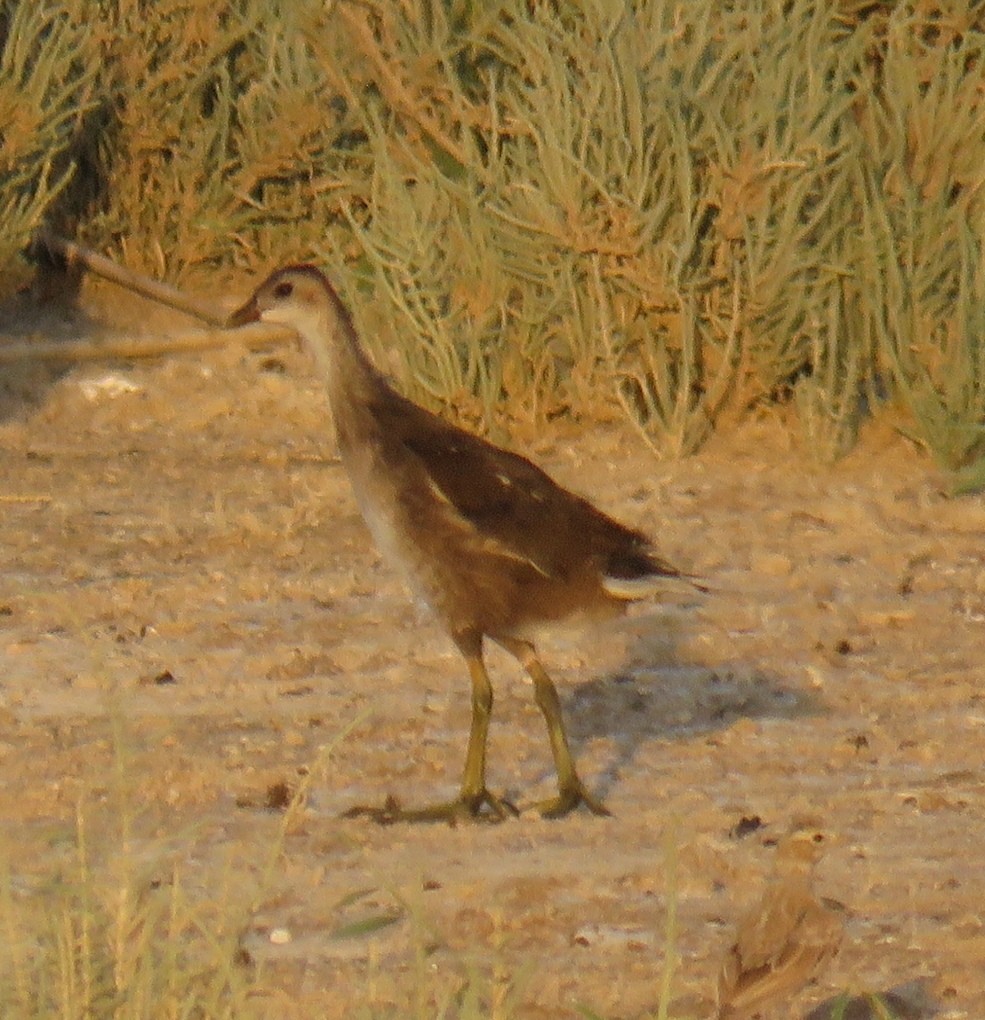 Eurasian Moorhen - ML588725431