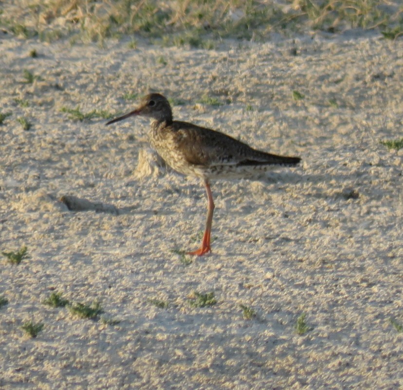 Common Redshank - ML588725461