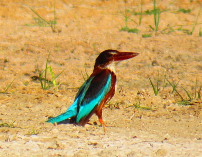 White-throated Kingfisher - ML588725861