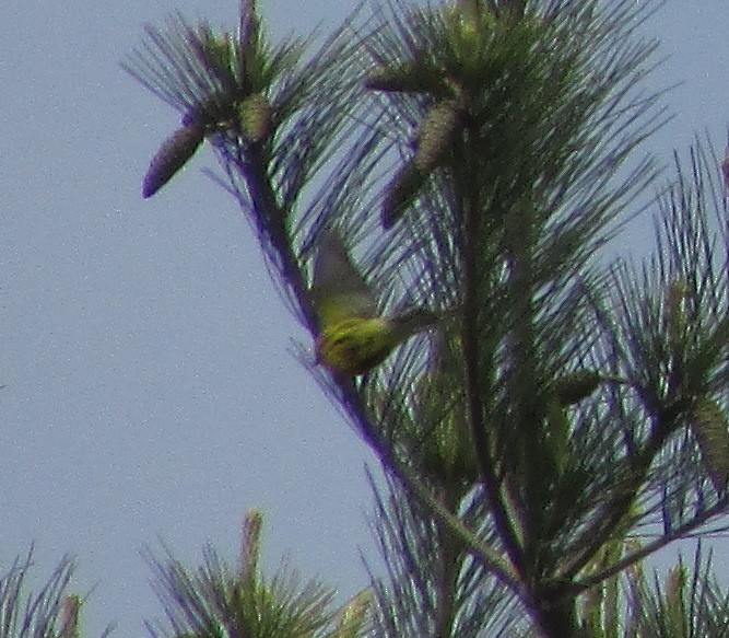 Prairie Warbler - ML58872651