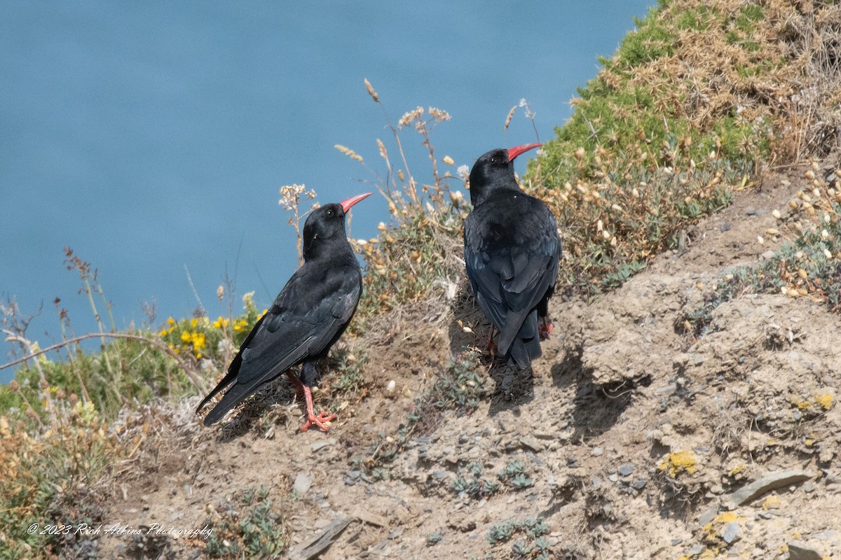 Red-billed Chough - ML588726611