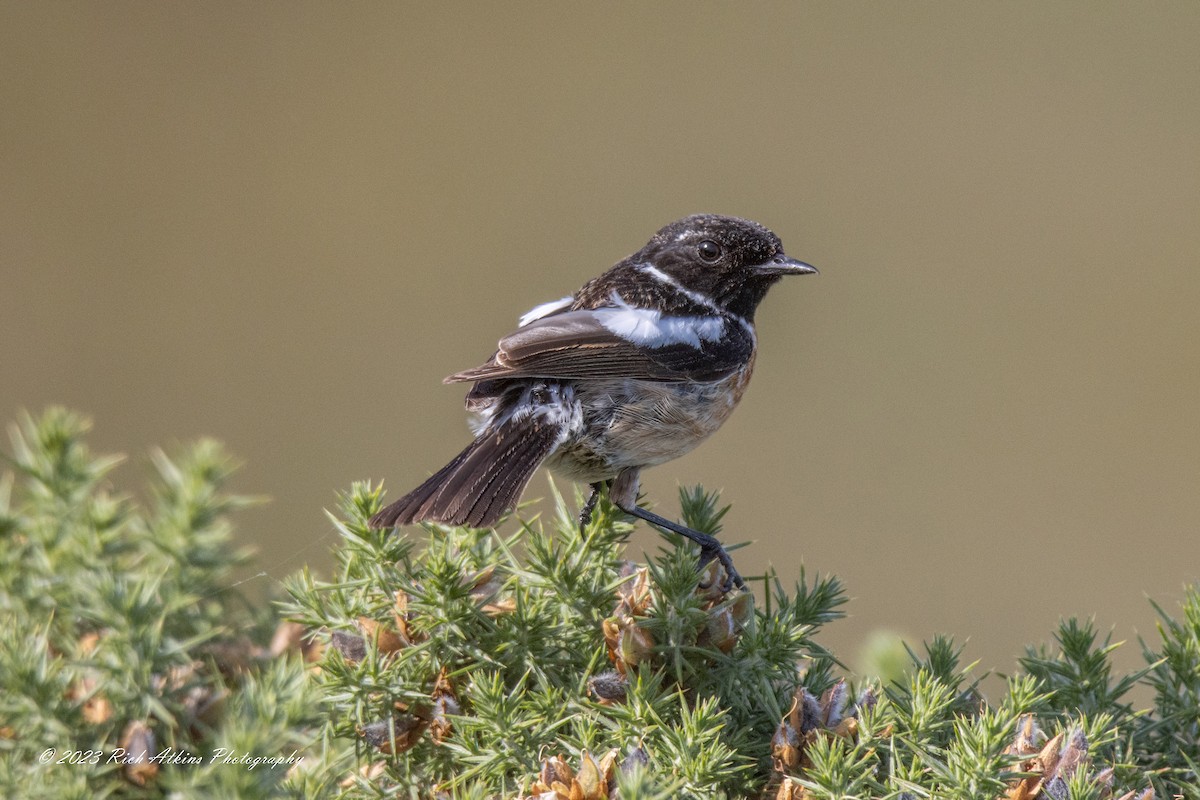 European Stonechat - ML588726701