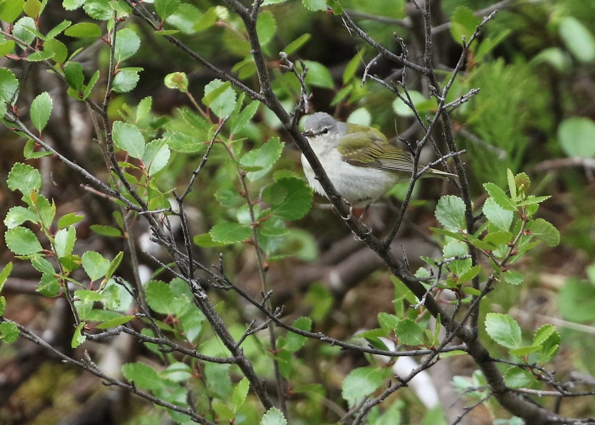 Tennessee Warbler - Dean LaTray