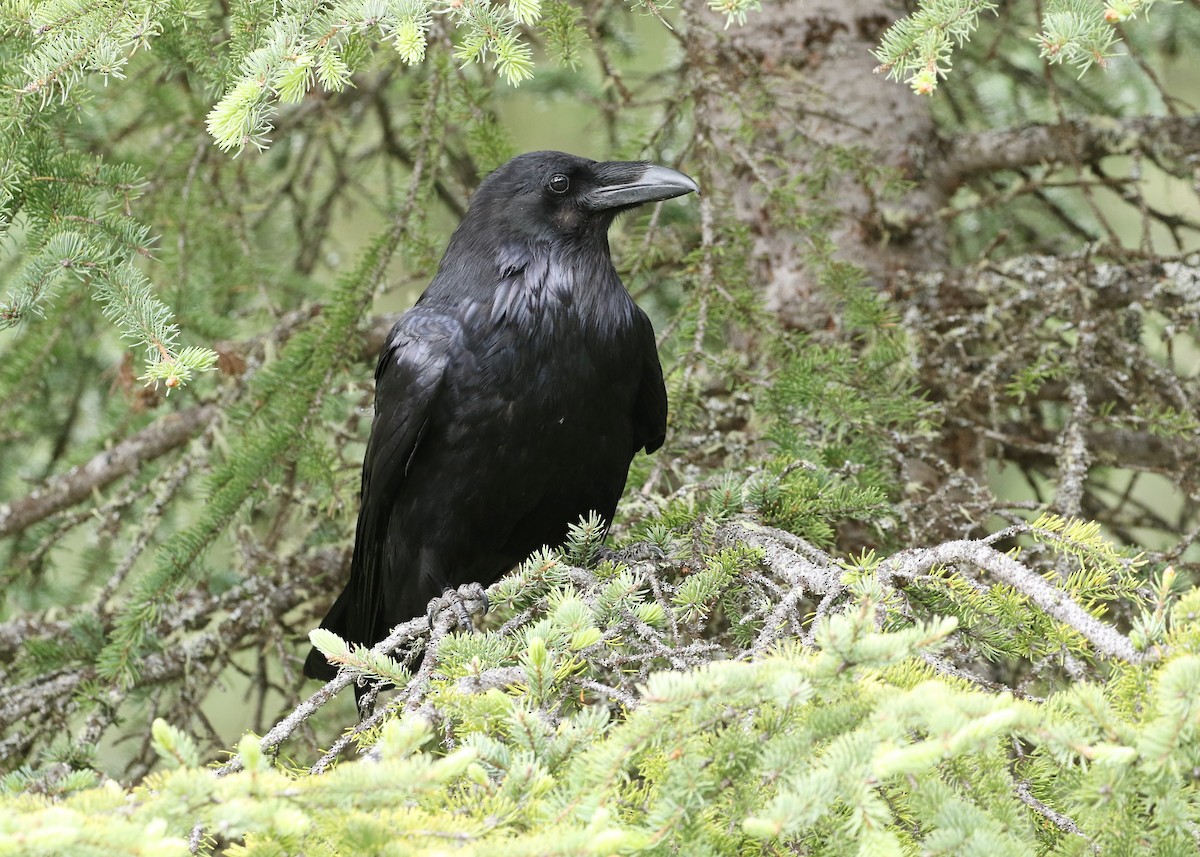 Common Raven - Dean LaTray