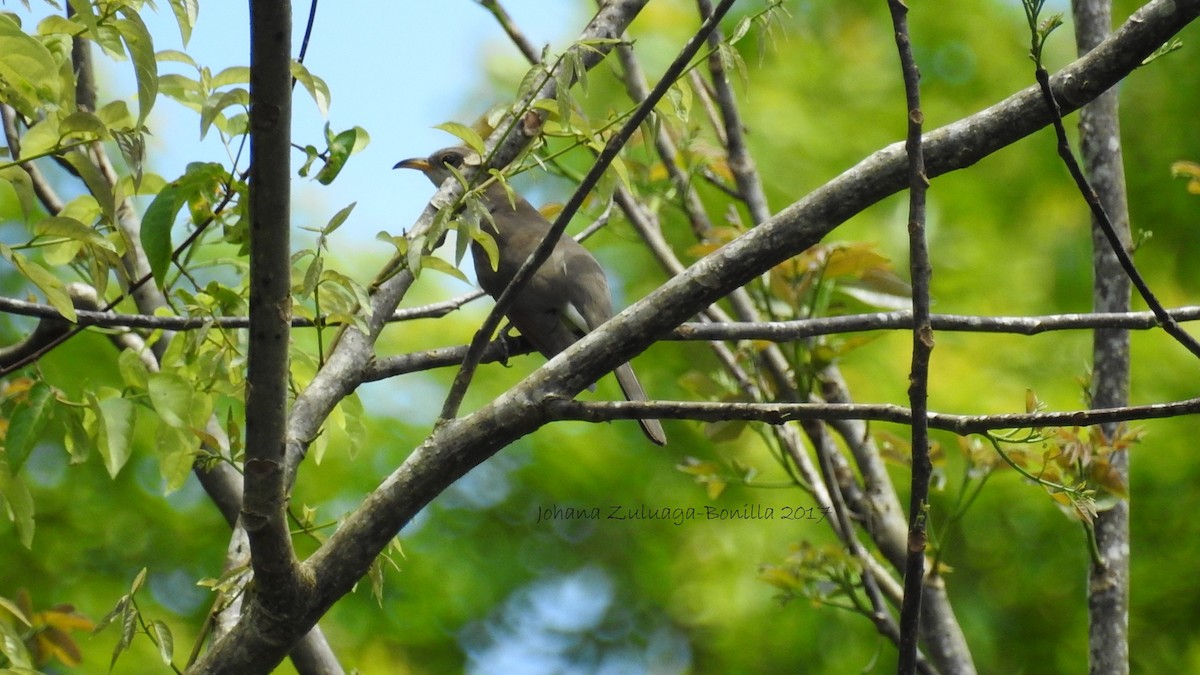 Yellow-billed Cuckoo - ML58872801