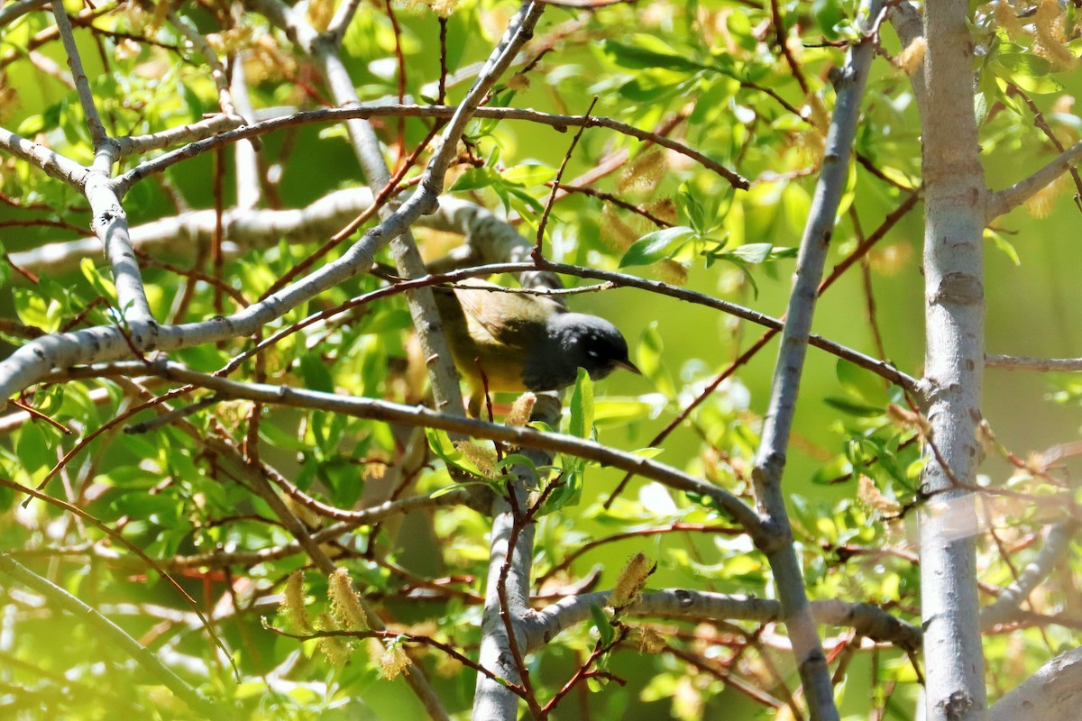 MacGillivray's Warbler - ML588728201