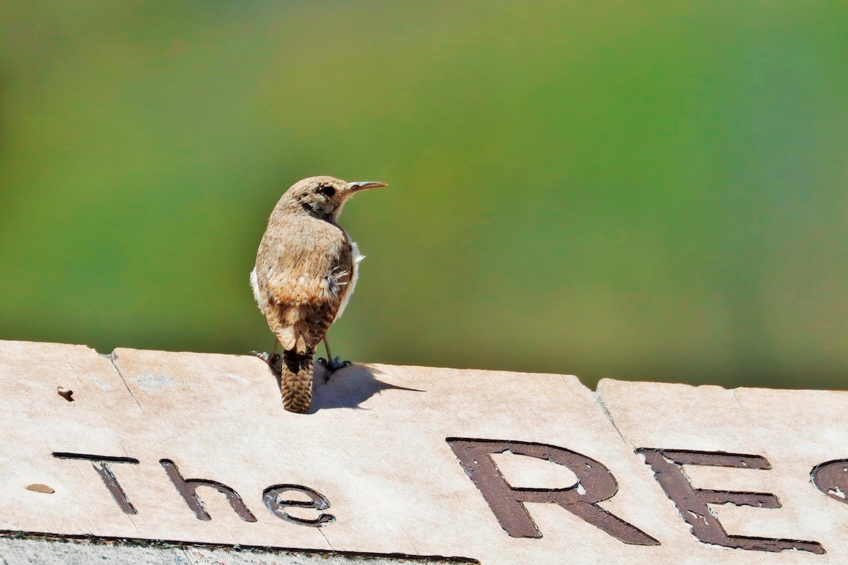 Rock Wren - ML588728391